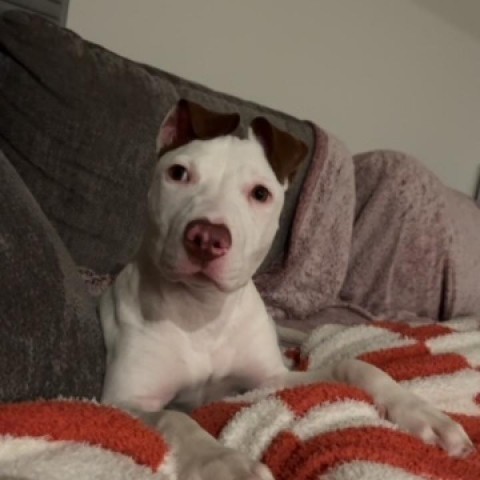 Peggy