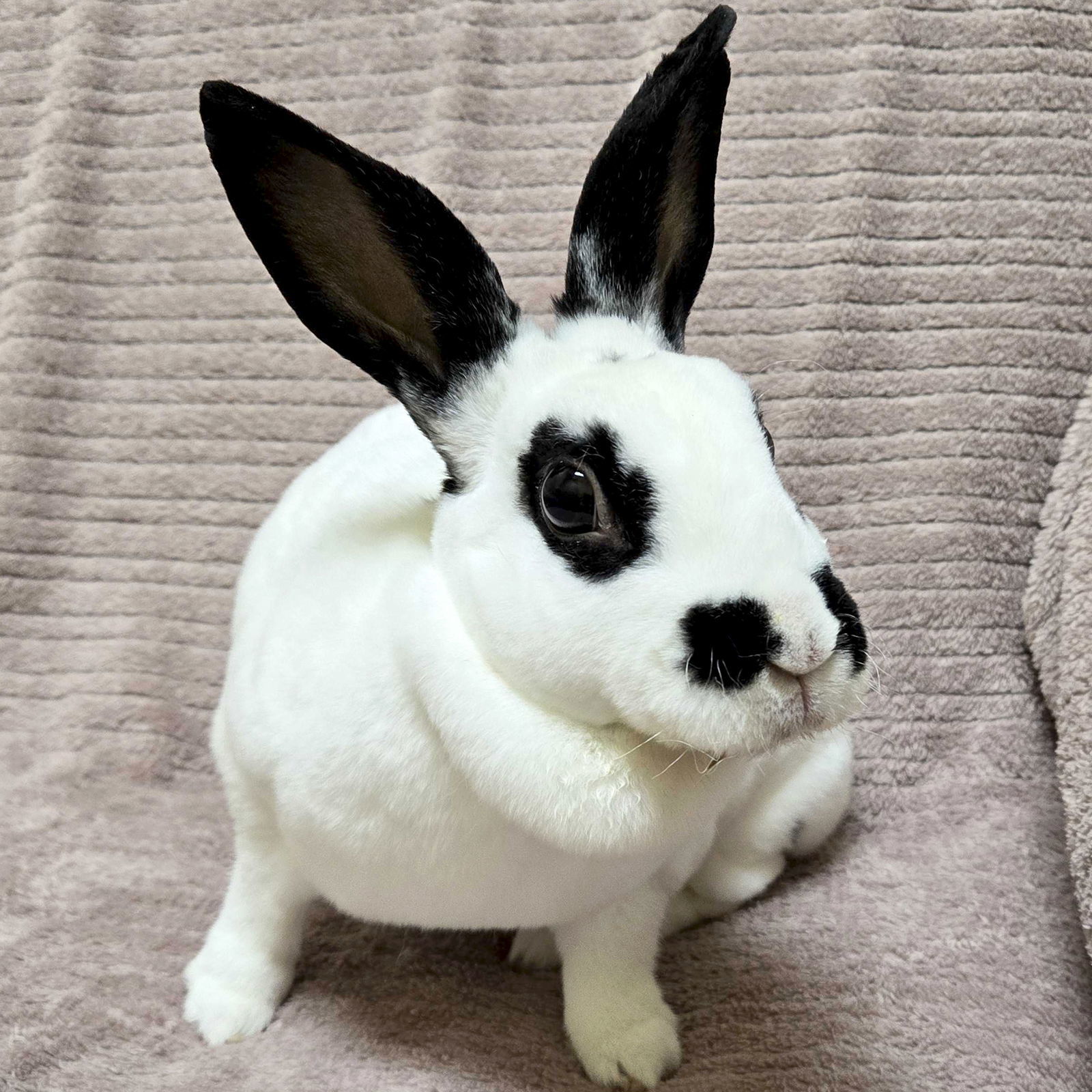 Bugz - Name Your Own Adoption Fee!