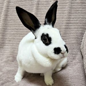 Bugz - Name Your Own Adoption Fee!, Adult Female New Zealand