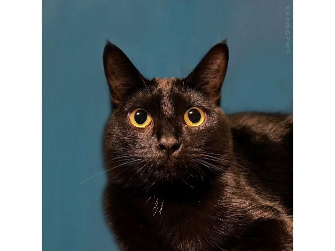 Cat for adoption Slug, a Domestic Short Hair in Phoenix, AZ Petfinder