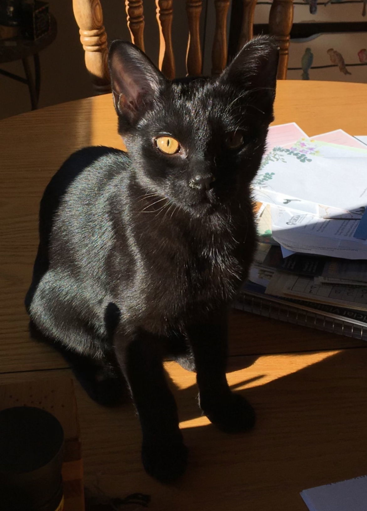 Jinx, an adoptable Domestic Short Hair in Laramie, WY, 82073 | Photo Image 1