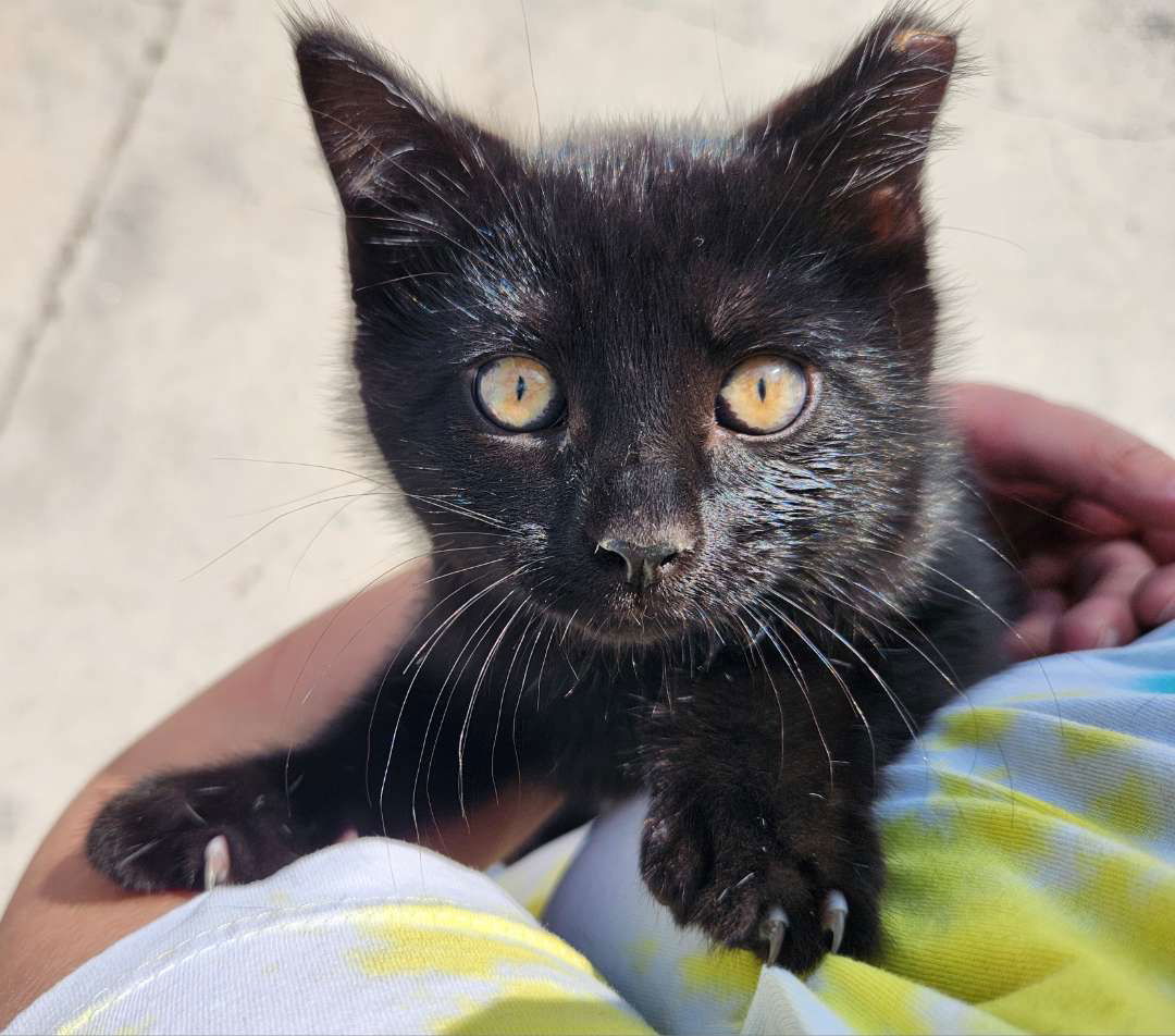 Jinx, an adoptable Domestic Short Hair in Laramie, WY, 82073 | Photo Image 3