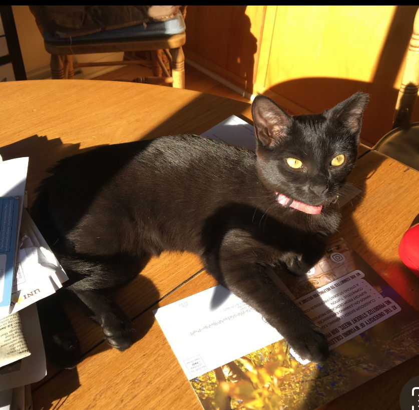 Rune, an adoptable Domestic Short Hair in Laramie, WY, 82073 | Photo Image 1