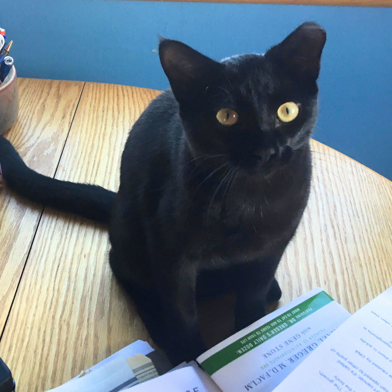 Miss Molly, an adoptable Domestic Short Hair in Laramie, WY, 82073 | Photo Image 1