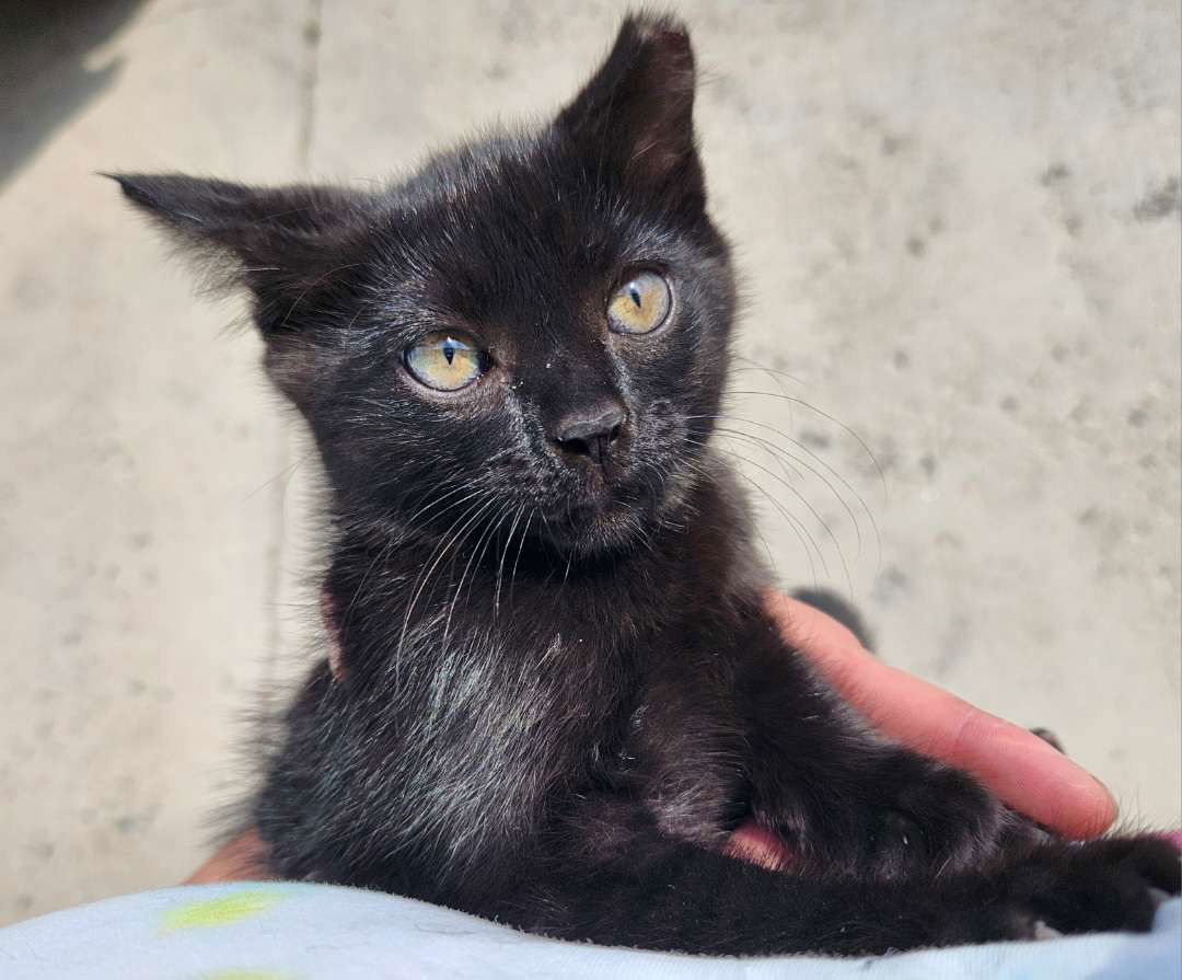 Rune, an adoptable Domestic Short Hair in Laramie, WY, 82073 | Photo Image 3