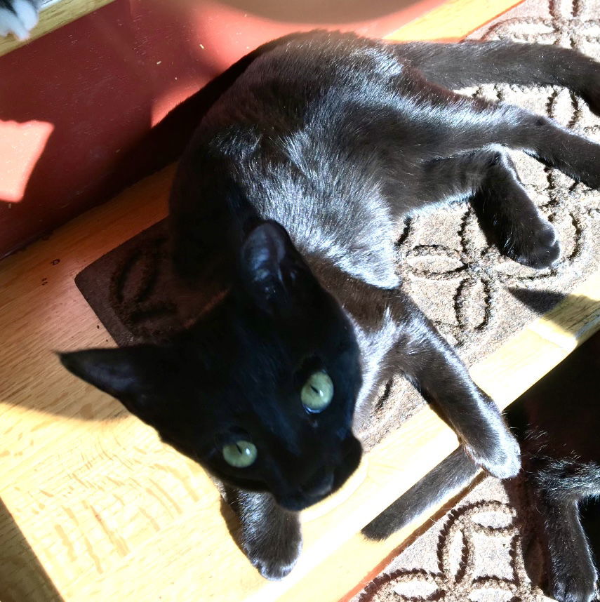 Hex, an adoptable Domestic Short Hair in Laramie, WY, 82073 | Photo Image 1