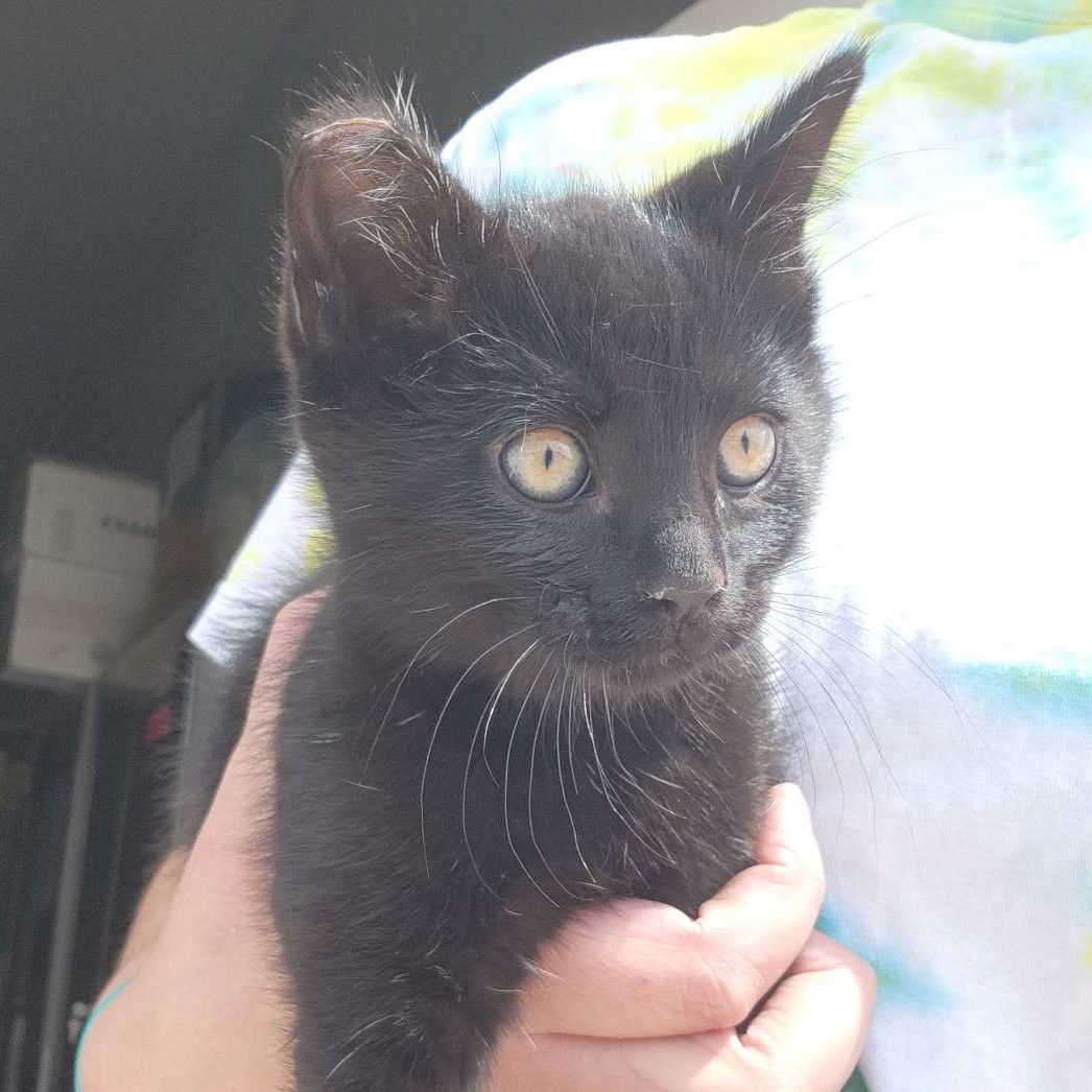 Hex, an adoptable Domestic Short Hair in Laramie, WY, 82073 | Photo Image 3