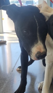 Jack*, an adoptable Labrador Retriever in Kingman, AZ, 86401 | Photo Image 1