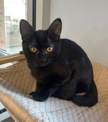 Sally, an adoptable Domestic Short Hair in Kingman, AZ, 86401 | Photo Image 1