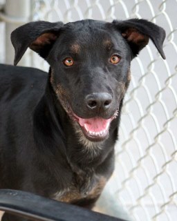 Feitan*, an adoptable Labrador Retriever in Kingman, AZ, 86401 | Photo Image 1