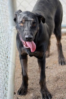 Feitan*, an adoptable Labrador Retriever in Kingman, AZ, 86401 | Photo Image 2