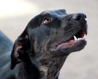 Feitan*, an adoptable Labrador Retriever in Kingman, AZ, 86401 | Photo Image 3