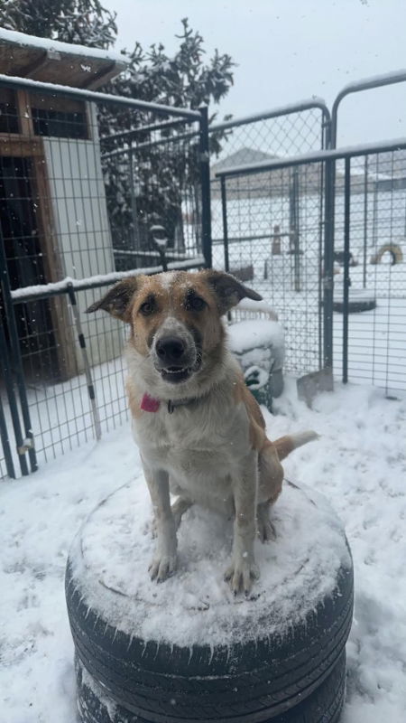 Newt - adoption pending