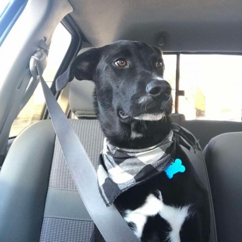 Apollo, an adoptable Black Labrador Retriever in Garden City, KS, 67846 | Photo Image 1