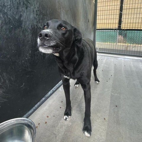 Apollo, an adoptable Black Labrador Retriever in Garden City, KS, 67846 | Photo Image 2