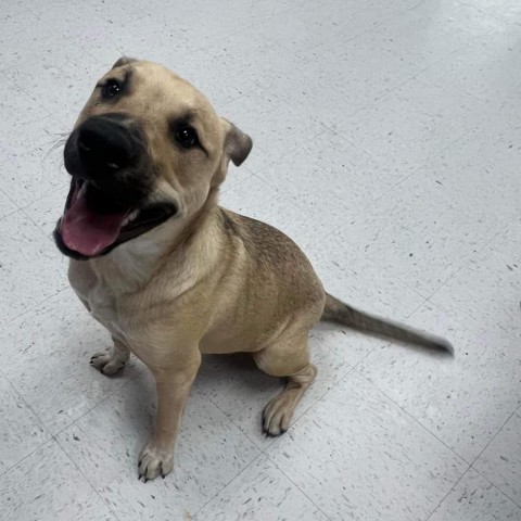 Vince, an adoptable Shepherd in Garden City, KS, 67846 | Photo Image 1