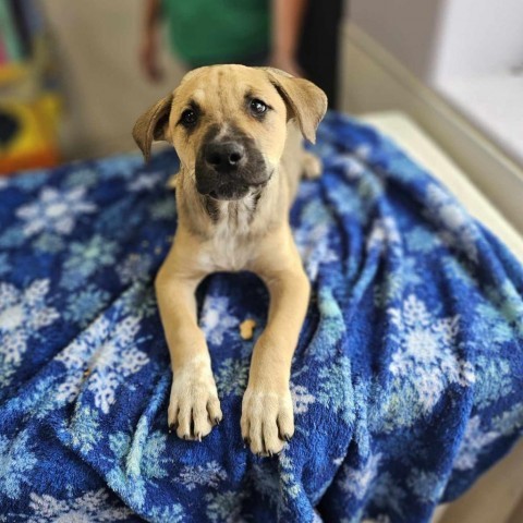 Vince, an adoptable Shepherd in Garden City, KS, 67846 | Photo Image 2