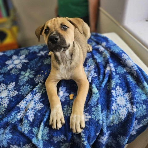 Vince, an adoptable Shepherd in Garden City, KS, 67846 | Photo Image 3