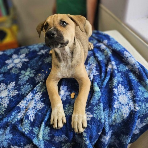 Vince, an adoptable Shepherd in Garden City, KS, 67846 | Photo Image 4