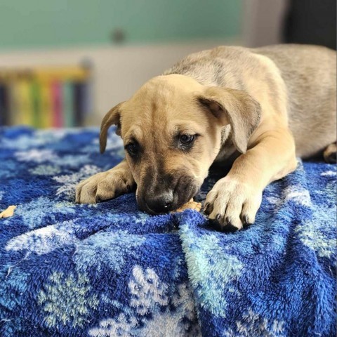 Vince, an adoptable Shepherd in Garden City, KS, 67846 | Photo Image 6