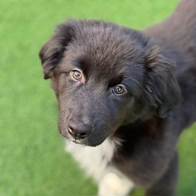 Dog for adoption Posey the Puppy!, a Newfoundland Dog & Bernese