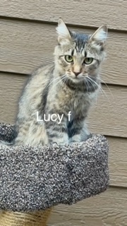 Lucy, an adoptable Domestic Short Hair in Bend, OR, 97701 | Photo Image 1