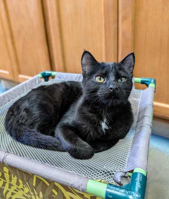 June, an adoptable Domestic Short Hair in Pagosa Springs, CO, 81147 | Photo Image 1