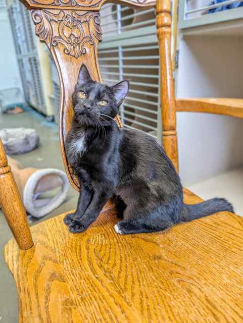 June, an adoptable Domestic Short Hair in Pagosa Springs, CO, 81147 | Photo Image 2