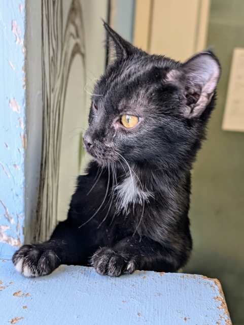 June, an adoptable Domestic Short Hair in Pagosa Springs, CO, 81147 | Photo Image 3