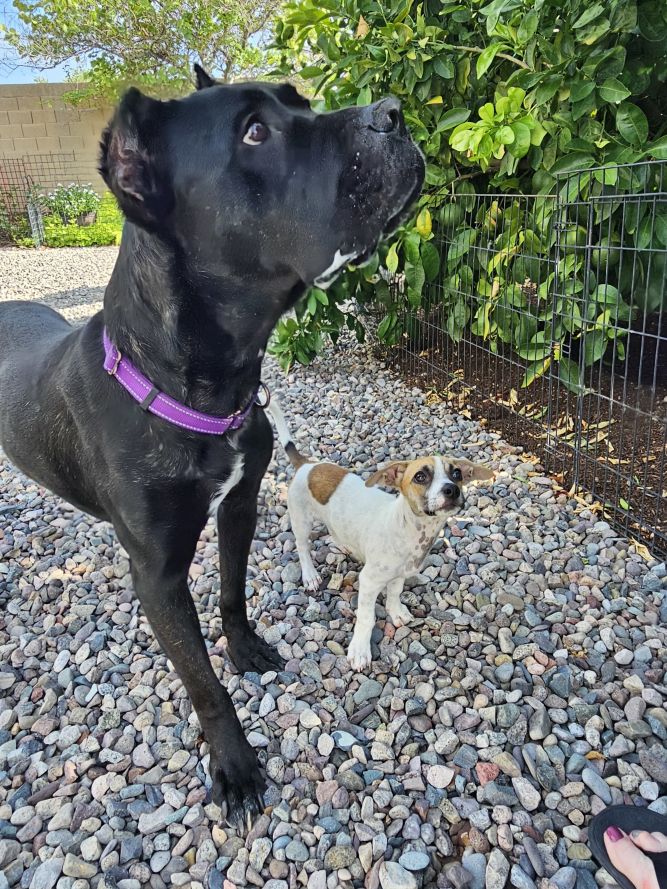 Dog for adoption Chip, a Jack Russell Terrier & Dachshund Mix in Mesa