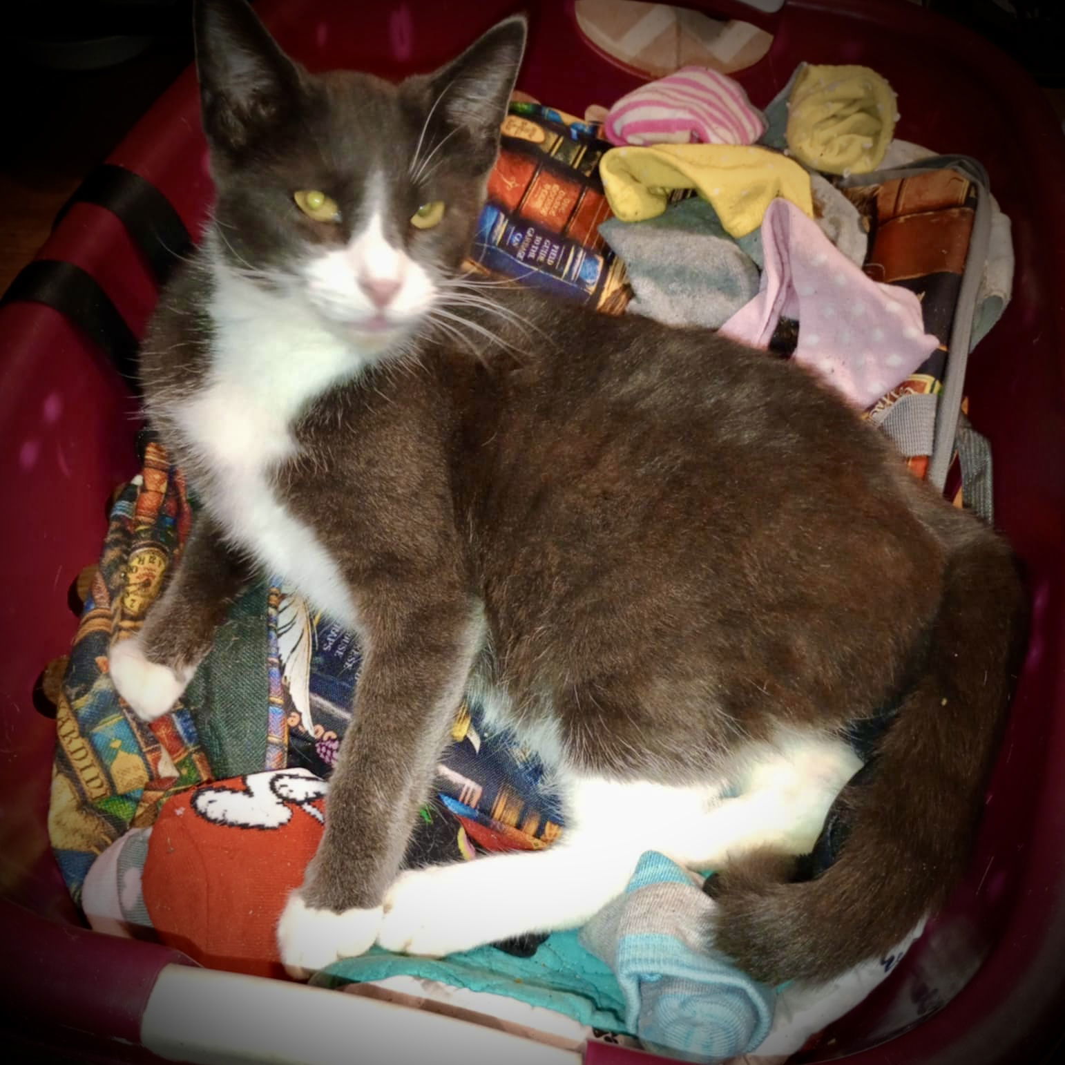 Mateo, an adoptable Tuxedo in Piedmont, MO, 63957 | Photo Image 1