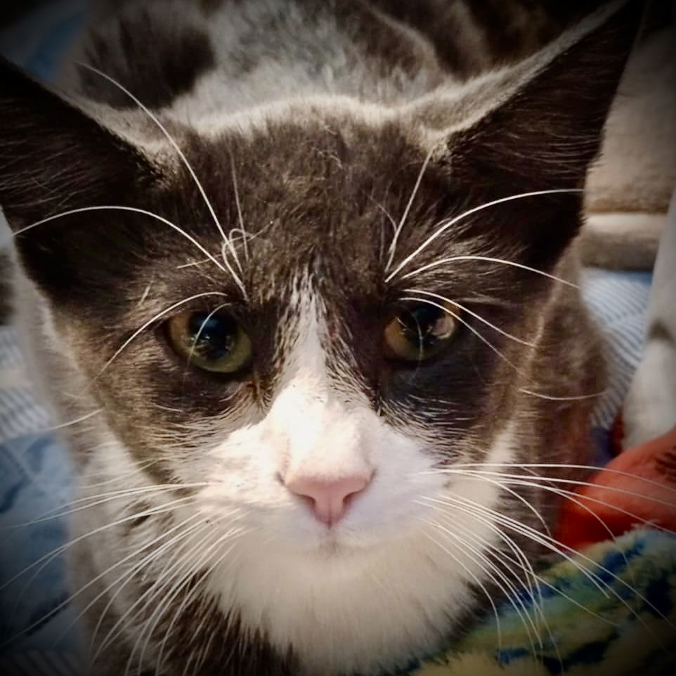 *Mateo, an adoptable Tuxedo in Piedmont, MO, 63957 | Photo Image 2