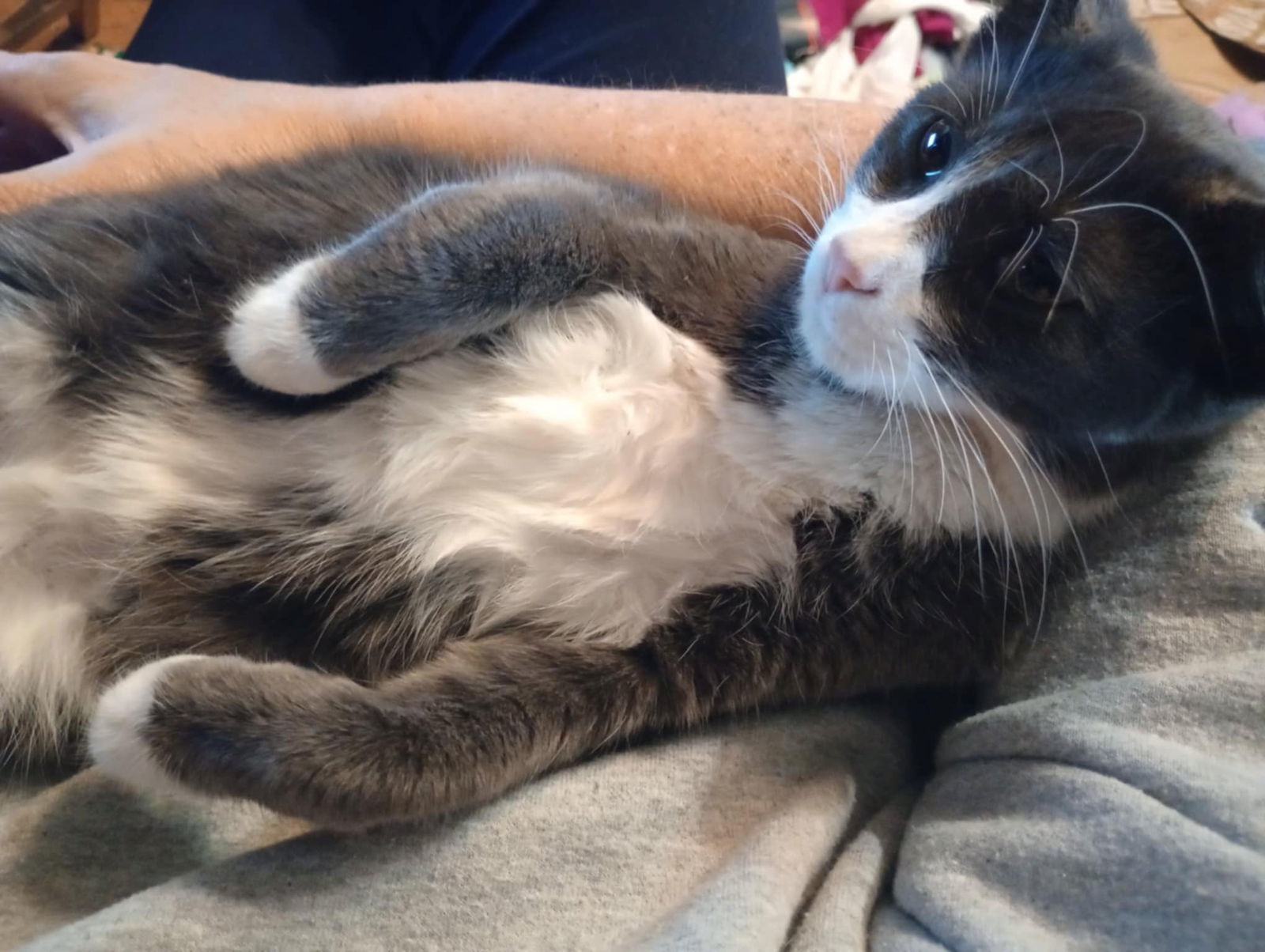 Mateo, an adoptable Tuxedo in Piedmont, MO, 63957 | Photo Image 3