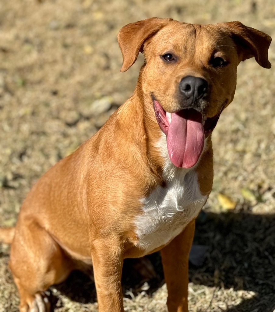 Aries, an adoptable Terrier in Great Bend, KS, 67530 | Photo Image 1