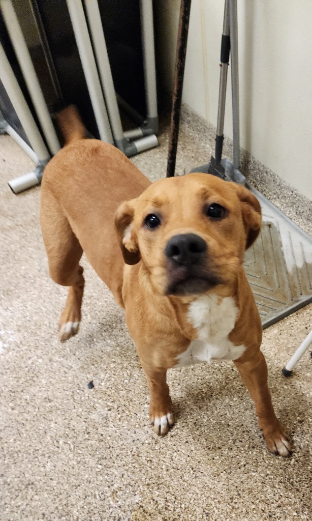 Aries, an adoptable Terrier in Great Bend, KS, 67530 | Photo Image 2