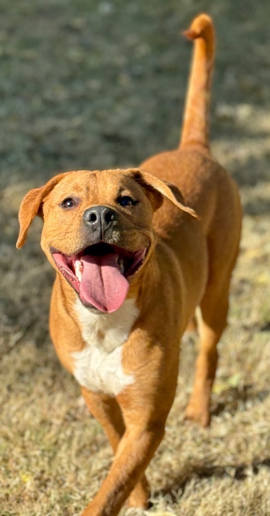 Aries, an adoptable Terrier in Great Bend, KS, 67530 | Photo Image 3