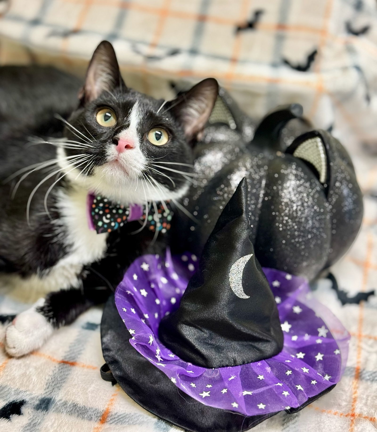 LANIE, an adoptable Domestic Short Hair in Seabrook, NH, 03874 | Photo Image 1