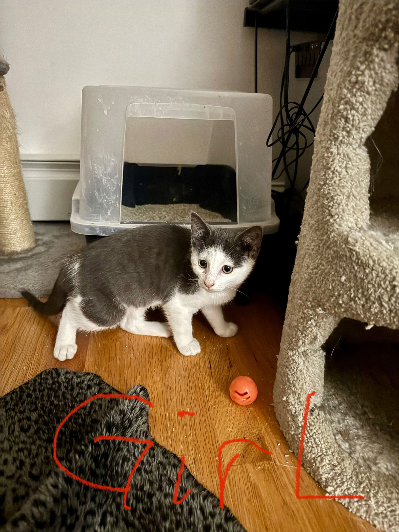 Cat for adoption Rotini, a Domestic Short Hair in East Derry, NH