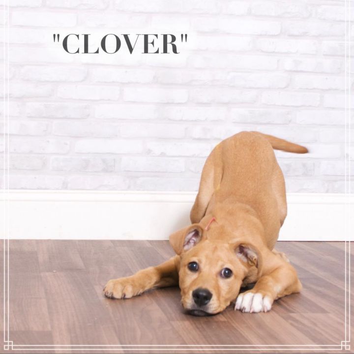 Clover 2