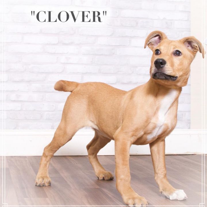 Clover 3