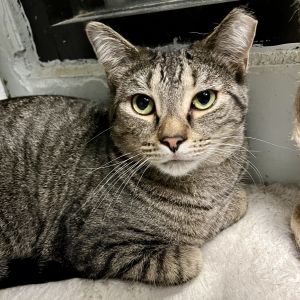 Wilma is a super playful girl who is perfectly content keeping herself occupied or playing with anot