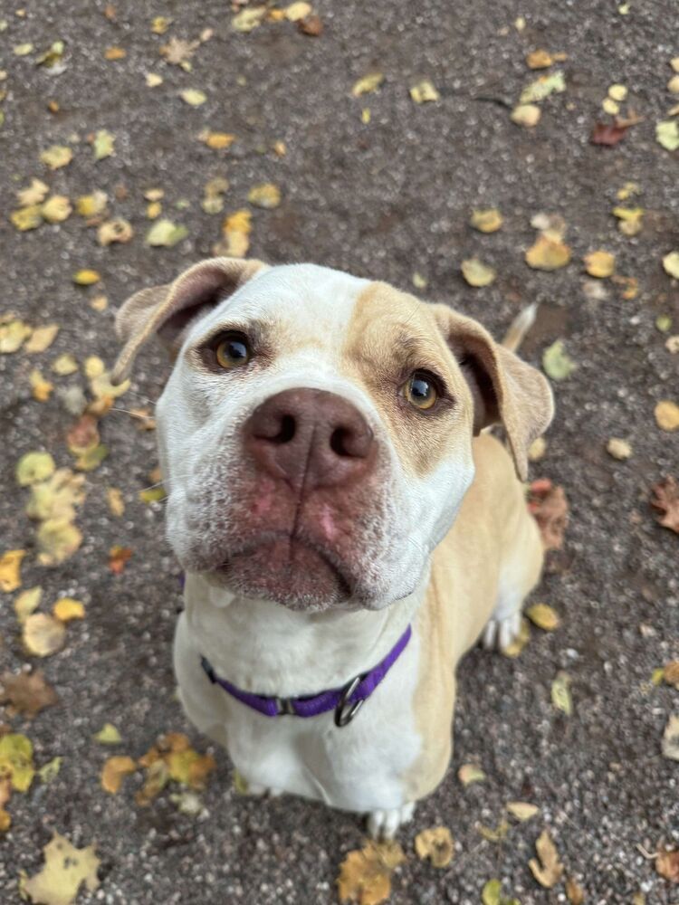 Effie, an adoptable Mixed Breed in Houghton, MI, 49931 | Photo Image 1