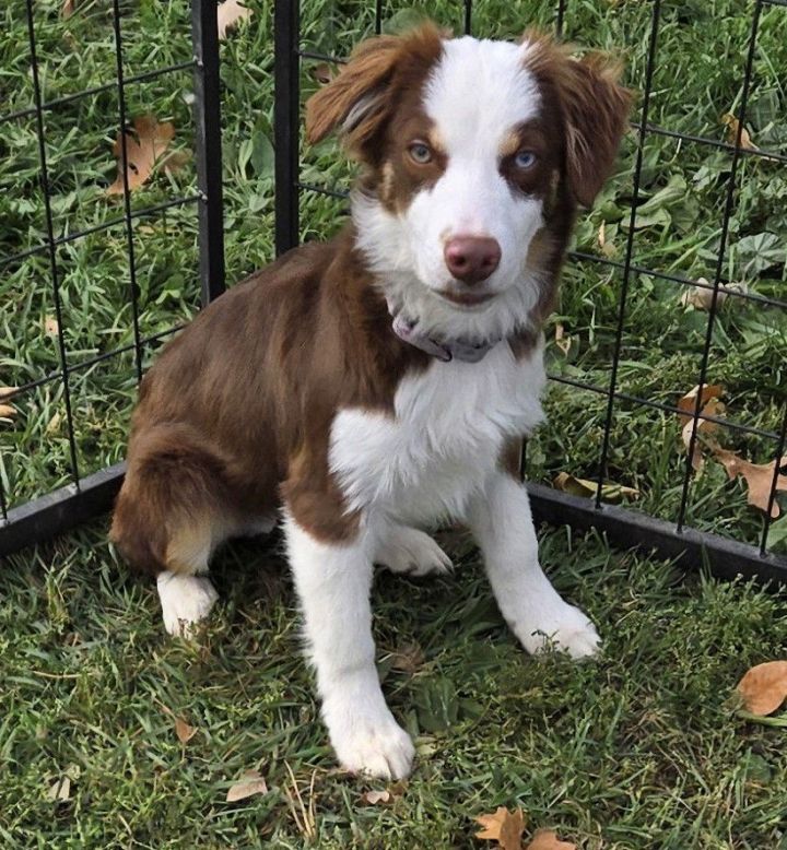 Mini australian shepherd petfinder shop