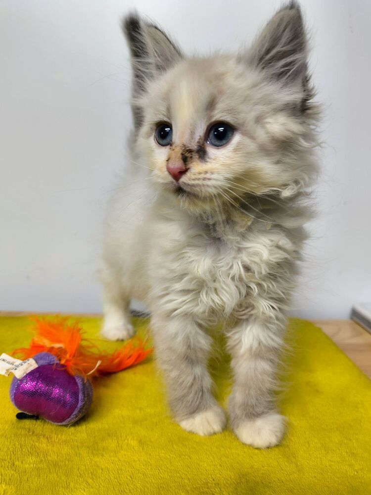 Precious, an adoptable Turkish Angora, Siamese in Moses Lake, WA, 98837 | Photo Image 1