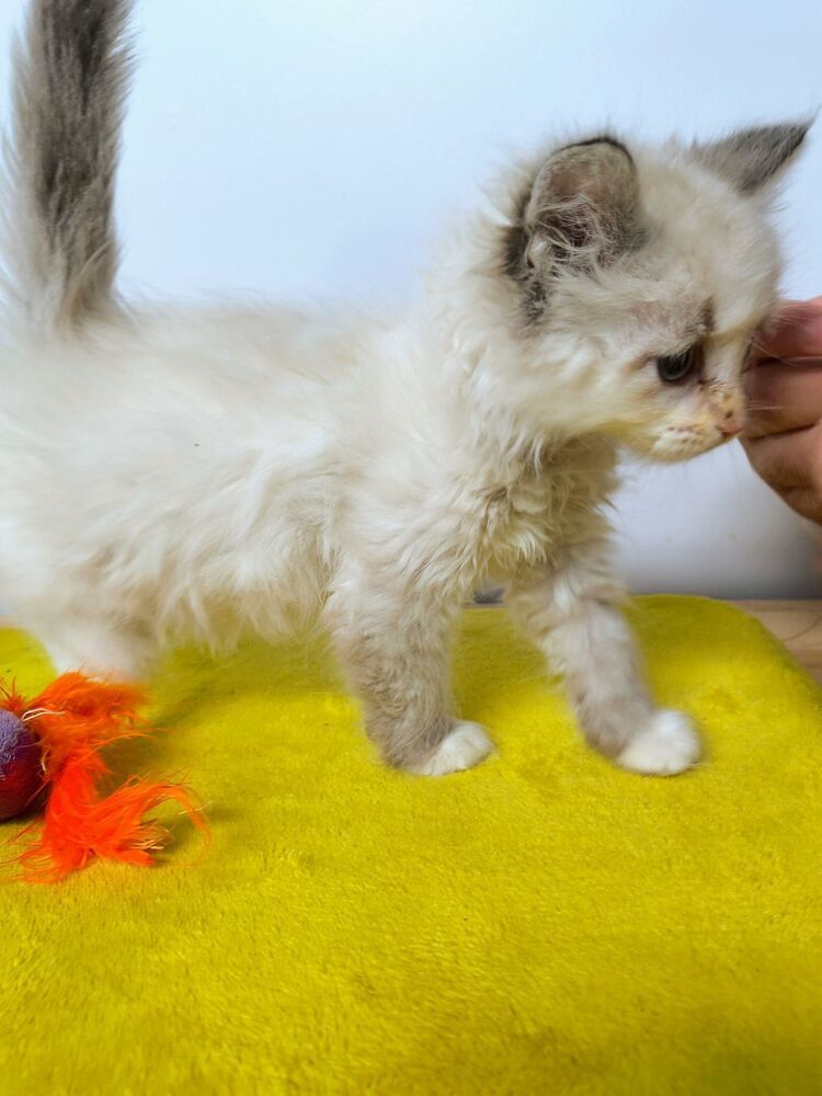 Precious, an adoptable Turkish Angora, Siamese in Moses Lake, WA, 98837 | Photo Image 2