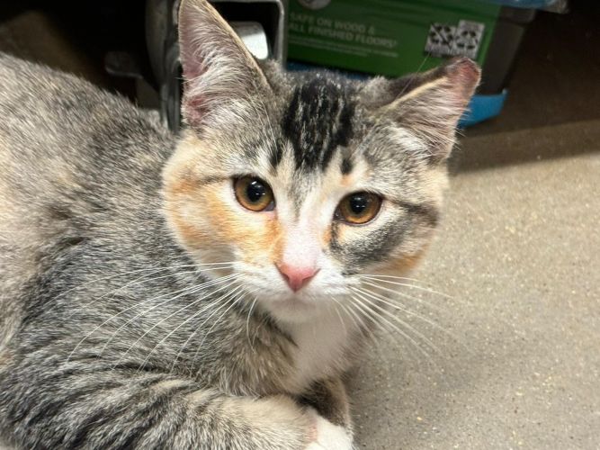 Cat for adoption Mary, a Domestic Short Hair Mix in Hurricane, UT