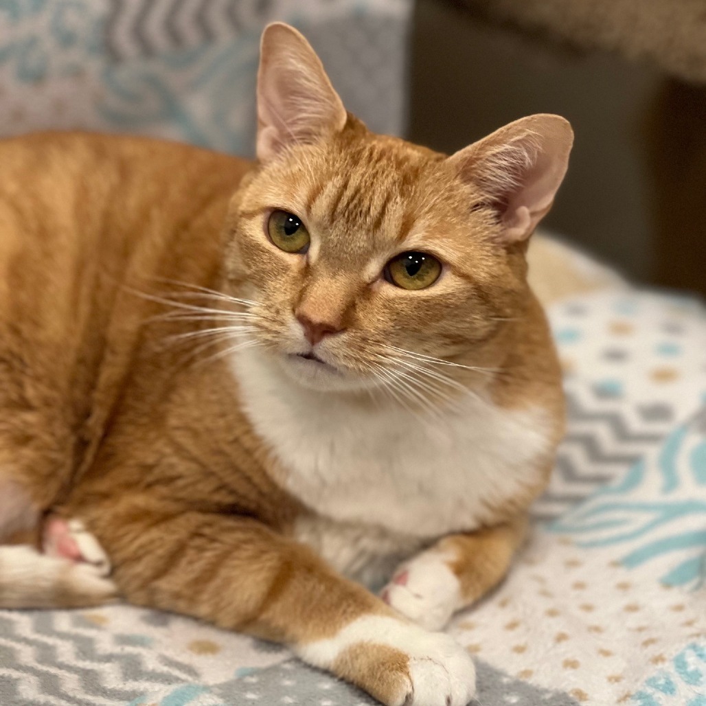 Nala