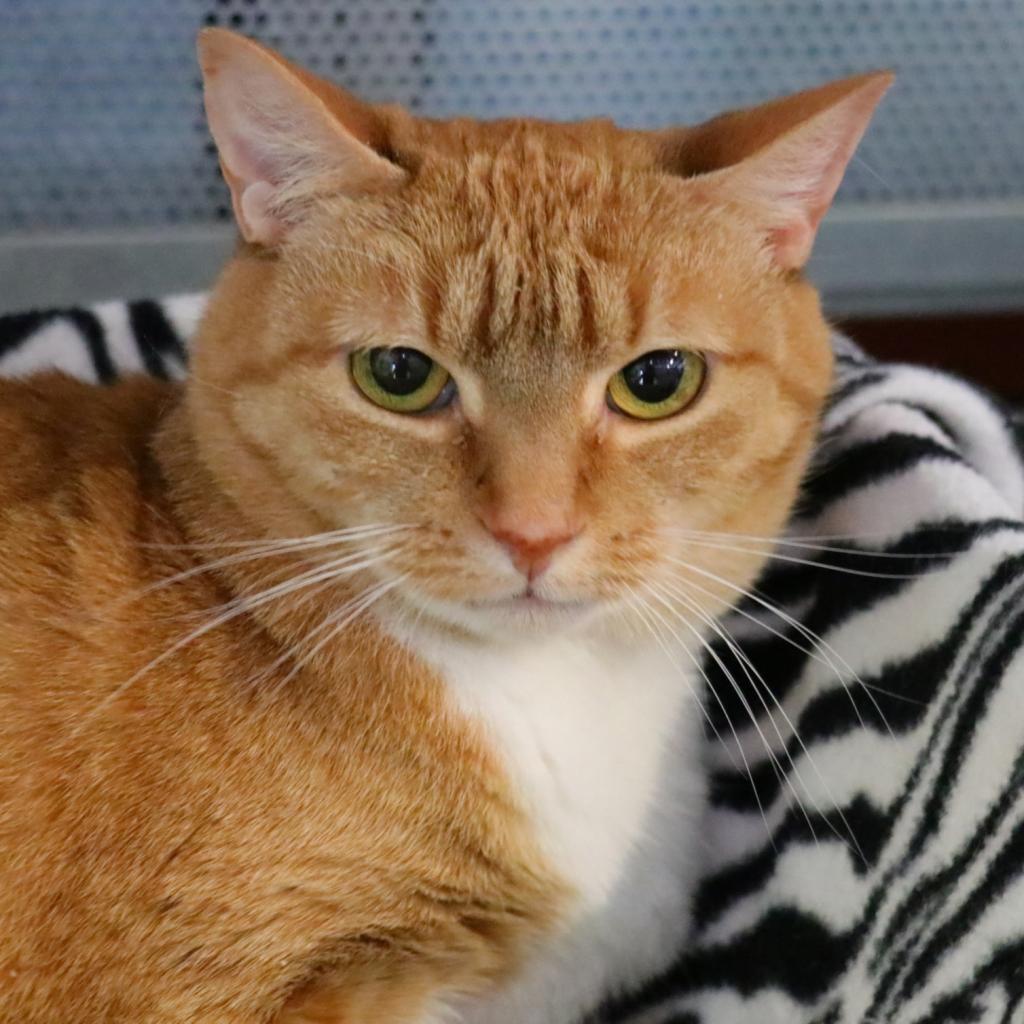 Nala