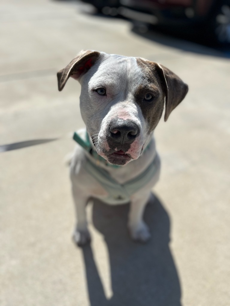 Petey 'Marshall', an adoptable Pit Bull Terrier in New Bern, NC, 28563 | Photo Image 1