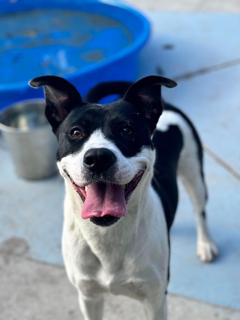 Reba, an adoptable Pit Bull Terrier in New Bern, NC, 28563 | Photo Image 1